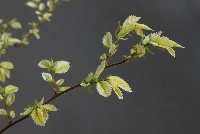 Ulmus minor variegata